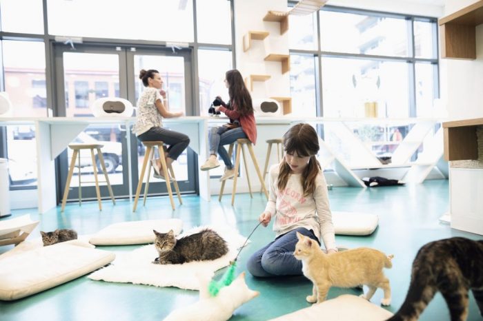 girl-playing-with-cats-in-cat-cafe-1063781456-613a218c722a4c79ba869ab5bf2d0bd1